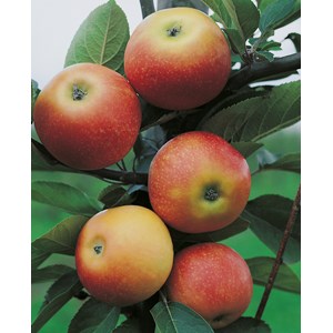 Äpple 'Discovery' E