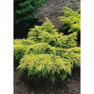 Trädgårds-en 'Gold Star', 25-30 cm 3-pack
