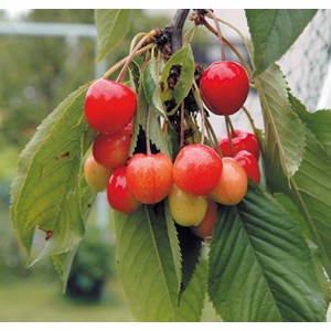 Sötkörsbär 'Allmän Gulröd Bigarrå'