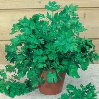Persilja 'Plain Leaved 2'
