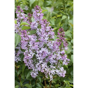 Syrén 30-50 cm 10-pack