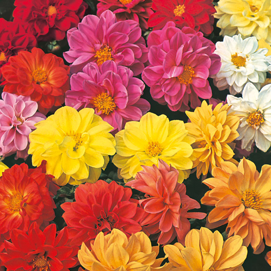 Dahlia 'Dwarf Double Mixed'