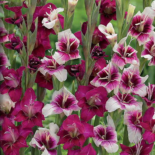 Gladiolmix 'Purple Rain'