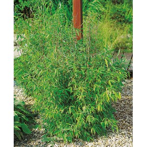 Bergbambu 'Simba' 2 liter CO, 40-50 cm 10-pack