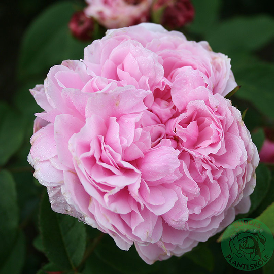 Ros 'Jacques Cartier'