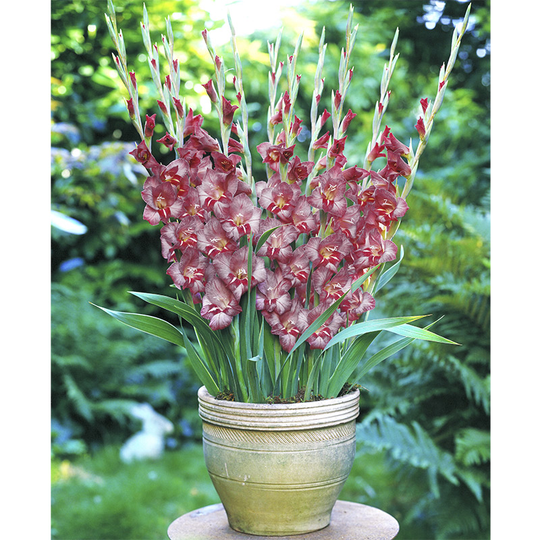 Gladiol 'Thomas'