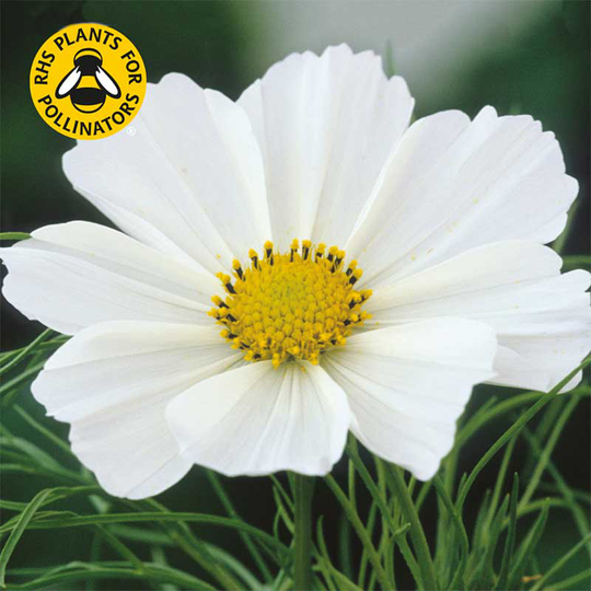 Rosenskära 'Purity'