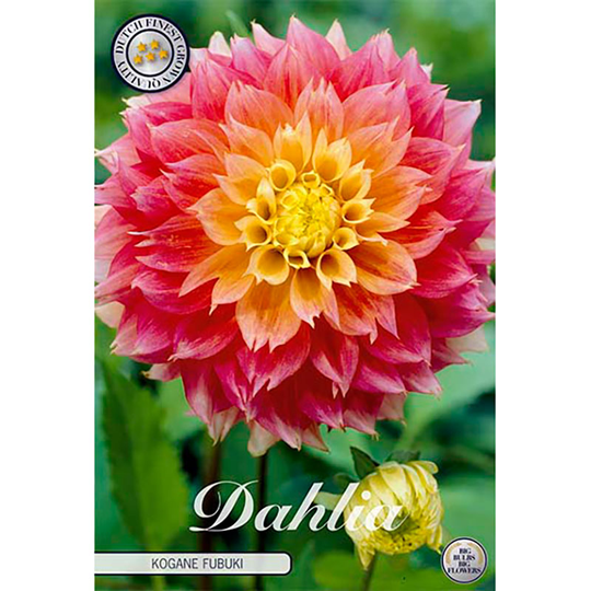Dekorativdahlia 'Fubuki Kogane'