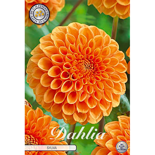Bolldahlia 'Sylvia'