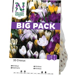 Höstlök Nelson Garden Botanisk Krokus MixFärg BigPack