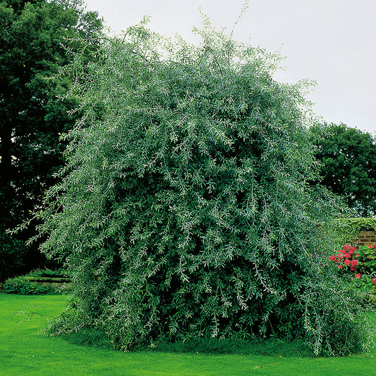 Silverpäron, Pyrus salcifolia, 'Pendula', 100-120 cm