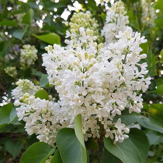 Vanlig syren 'Alba'