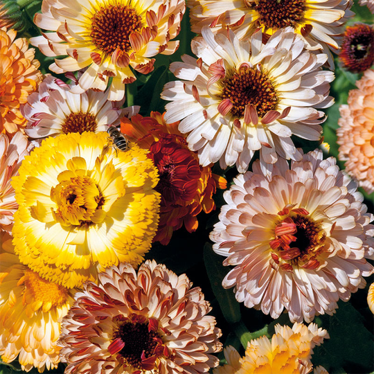 Ringblomma 'Playtime Mixed'