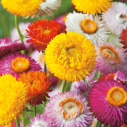Jätteeternell 'Strawflower' mix