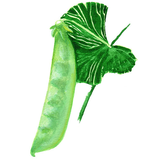 Sockerärt 'Norli'