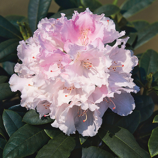 Rhododendron 'Silberwolke'