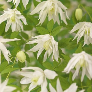 Klematis Alpina 'Albina Plena' 1-pack