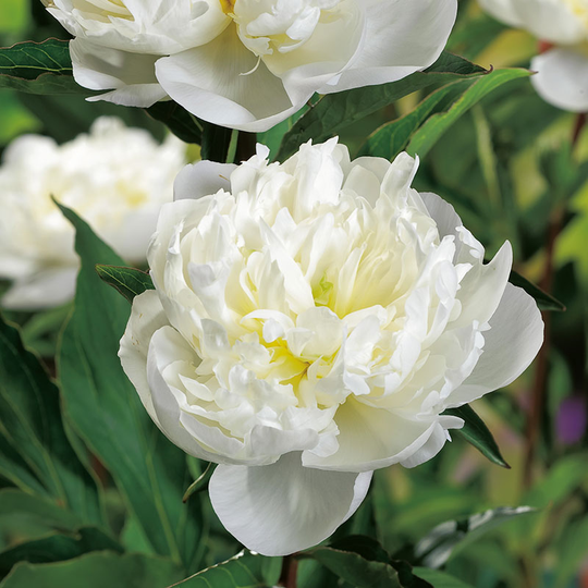 Luktpion 'Duchesse de Nemours' 2L, 2-pack