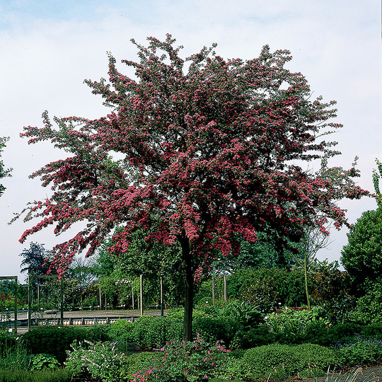 Rosenhagtorn 'Paul´s Scarlet'
