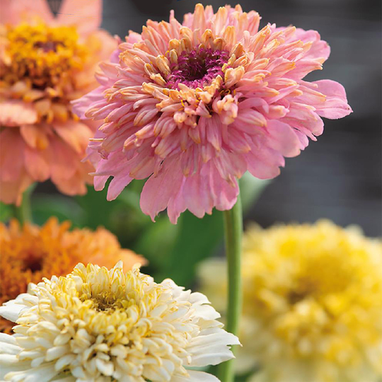 Zinnia 'Cresto Peach and Cream'