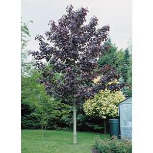 Skogslönn 'Royal Red' 150-200 cm