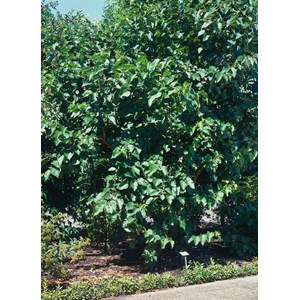 Svarta mullbär, 30-50 cm 1-pack