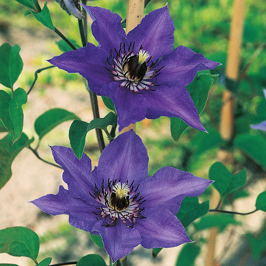 Klematis 'Königskind'