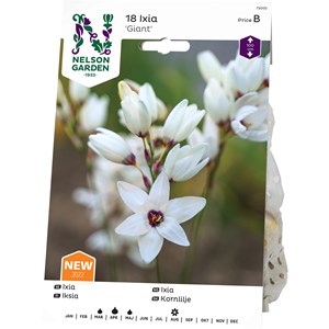 Vårlök Nelson Garden Ixia Giant