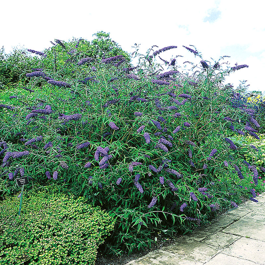 Syrenbuddleja 'Nanho Blue'