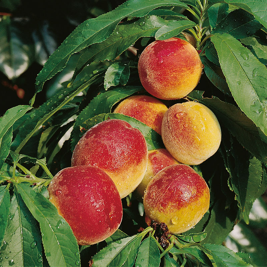 Persika 'Frost'