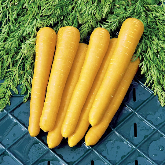 Morot 'Gold Nugget F1'