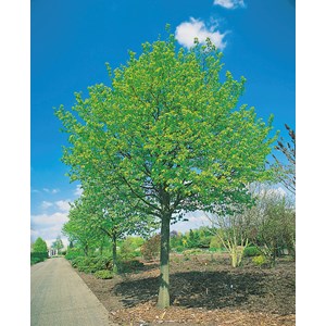 Skogslind 'Greenspire' Goliat 10-12 cm