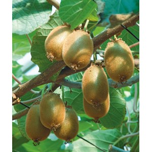 Kiwi, 30-50 cm 5-pack