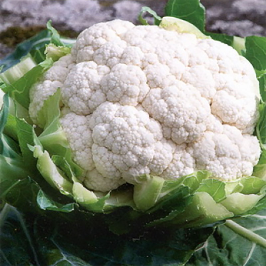 Blomkål 'Beta'