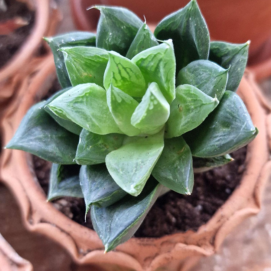 Hawortia cuspidata