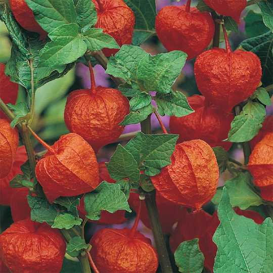 Judekörs, Physalis