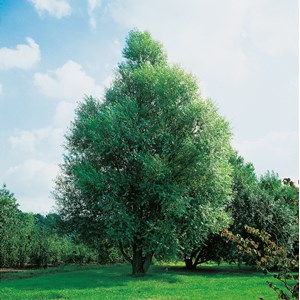 Klotpil 100-120 cm
