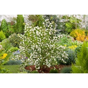 Bukettspirea vit CO 1-pack