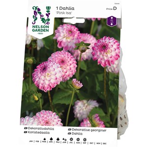 Vårlök Nelson Garden Dekorativdahlia Pink Isa Låg
