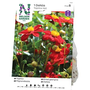 Vårlök Nelson Garden Dahlia Enkel Topmix Låg, Röd