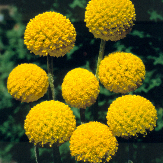 Solboll 'Goldstick'