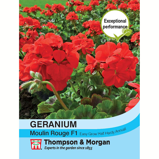 Pelargon 'Moulin Rouge' F1