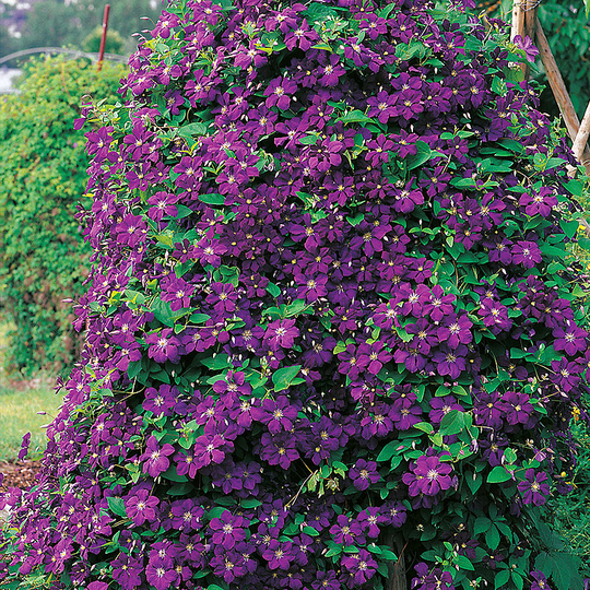 Klematis 'Etoile Violette'