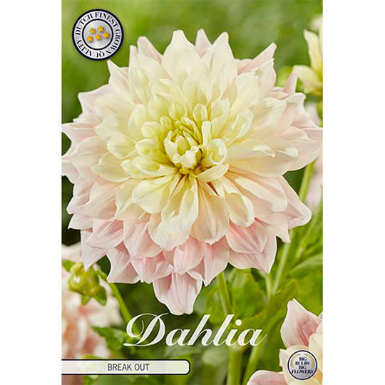 Dekorativdahlia 'Break Out'