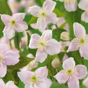 Klematis 'Mayleen' 5-pack