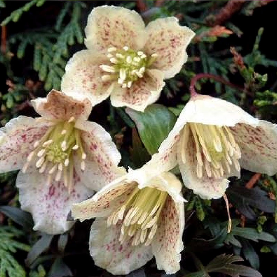 Clematis cirrhosa balearica