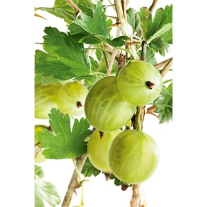 Krusbär gröna 'Invicta', 30-50 cm 1-pack
