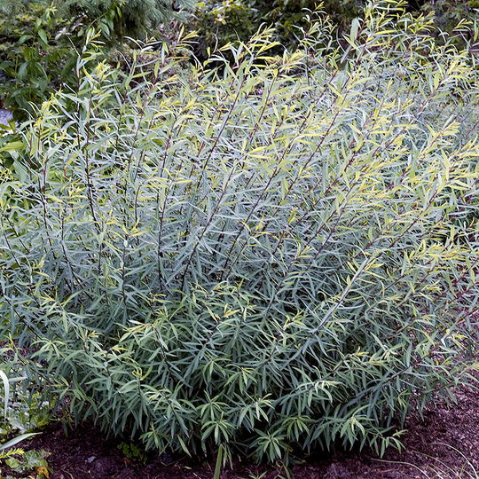 Rödvide 'Nana'
