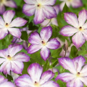 Klematis 'Pernille' 3-pack