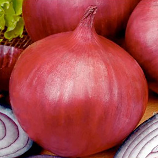 Lök 'Grenada'